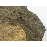 Rellimia hostinensis